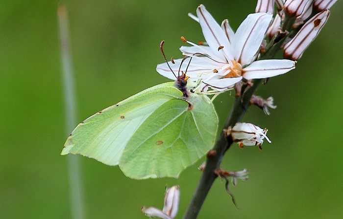 Identificazione Gonepteryx - Gonepteryx rhamni, Pieridae